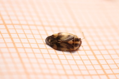Cyphodema instabilis