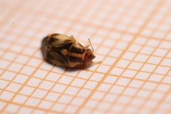 Cyphodema instabilis