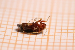 Cyphodema instabilis