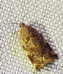 Archips xylosteana