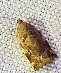 Archips xylosteana
