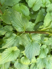 Campanula punctata