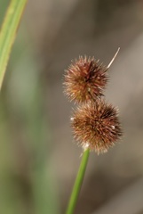 Juncus brachycarpus