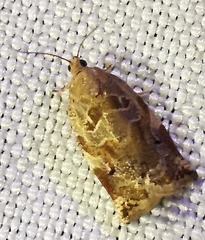 Archips xylosteana