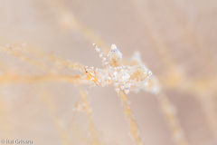 Eubranchus rubropunctatus