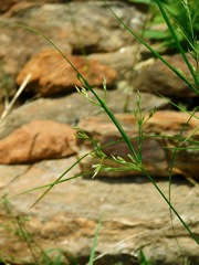 Juncus diffusissimus