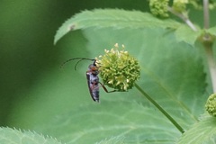 Analeptura
