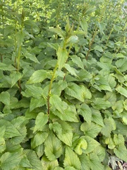Campanula punctata