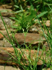Juncus diffusissimus