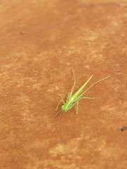 Phlugis ocraceovittata