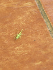 Phlugis ocraceovittata