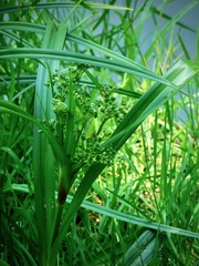 Scirpus expansus