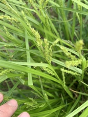 Carex davisii