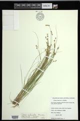Carex echinata echinata
