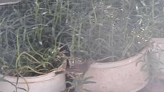 Curruca communis