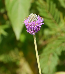 Dalea compacta