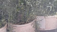 Curruca communis