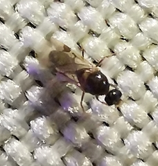 Linepithema humile