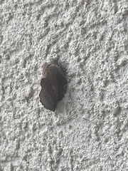 Phyllodesma americana