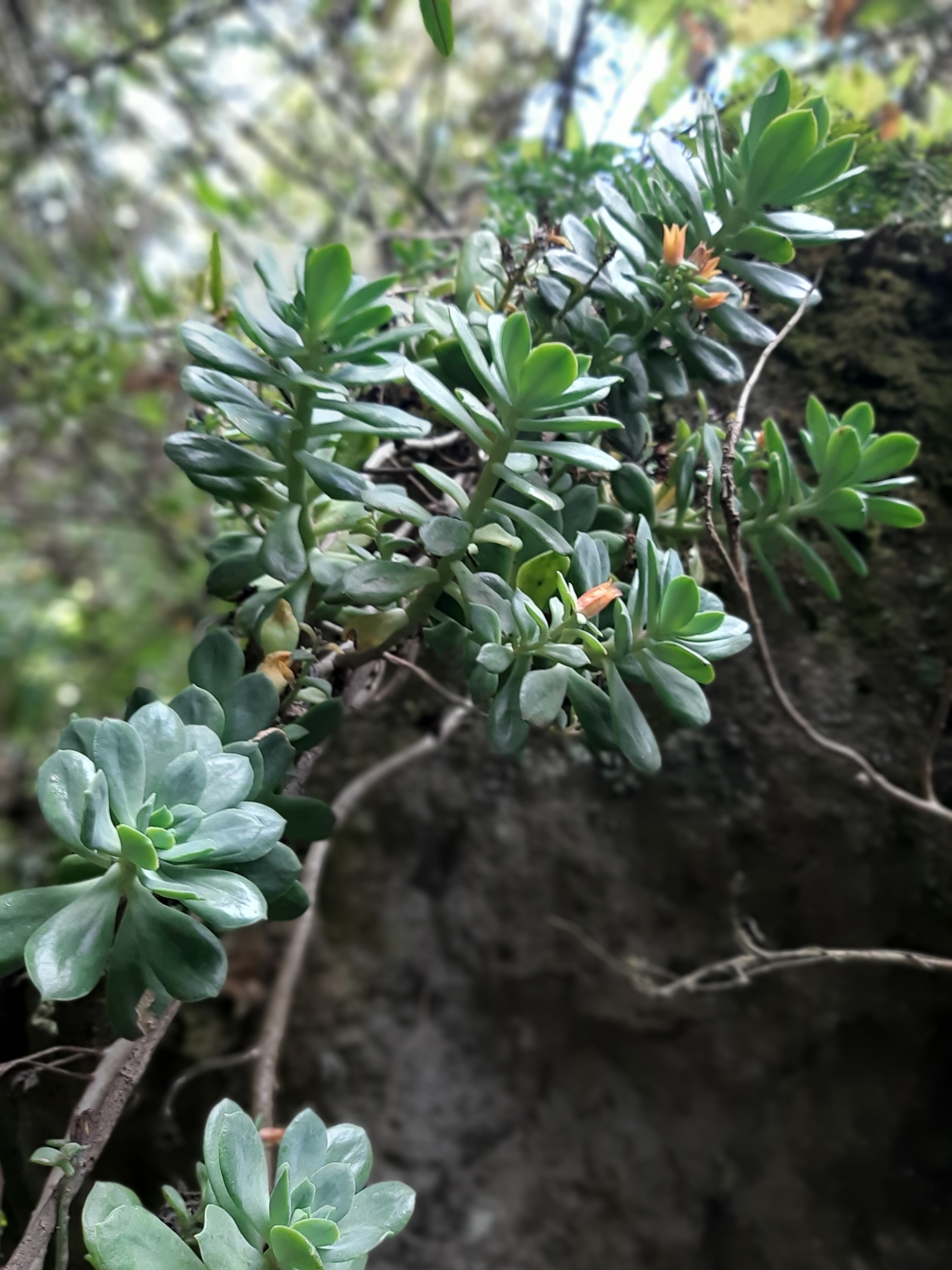 Echeveria image