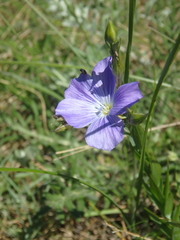 Linum nervosum