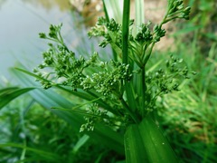 Scirpus expansus