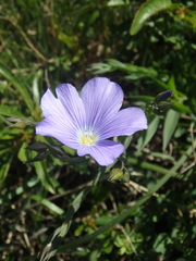 Linum nervosum