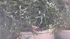 Curruca communis