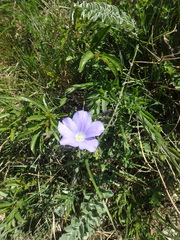 Linum nervosum