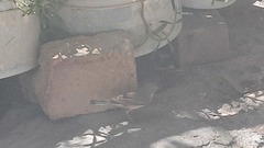 Curruca communis