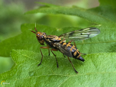Dorycera pictipennis