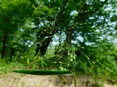 Dichanthelium yadkinense