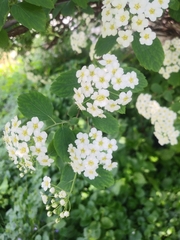 Spiraea