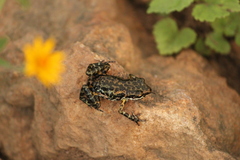 Eleutherodactylus nitidus