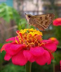 Polites vibex catilina