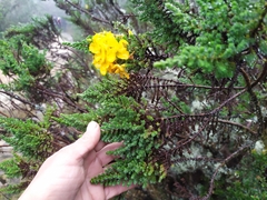 Hypericum laricifolium