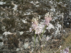 Allium podolicum