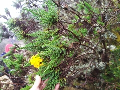 Hypericum laricifolium