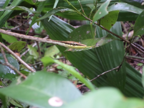Photo of a Gulf Coast Vine Snake (Oxybelis potosiensis)