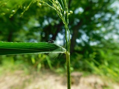 Dichanthelium yadkinense