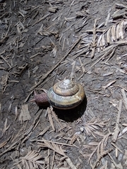 Monadenia infumata