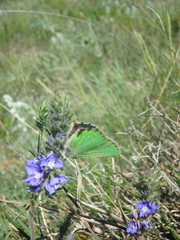 Callophrys chalybeitincta