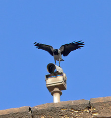 Corvus cornix
