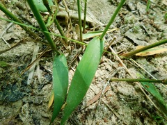 Dichanthelium yadkinense