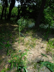 Dichanthelium yadkinense
