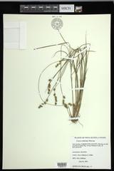 Carex echinata echinata