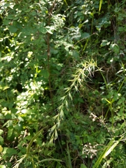 Elymus californicus