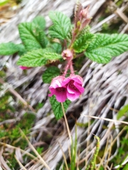 Rubus acanthophyllos