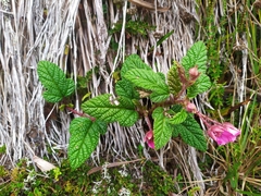 Rubus acanthophyllos