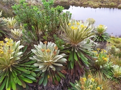 Espeletia rabanalensis